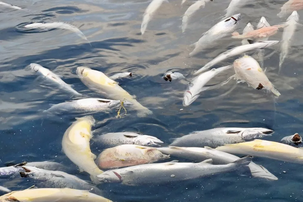 Dødfisk flyter rundt - illustrasjonsbilde fra Mattilsynet.